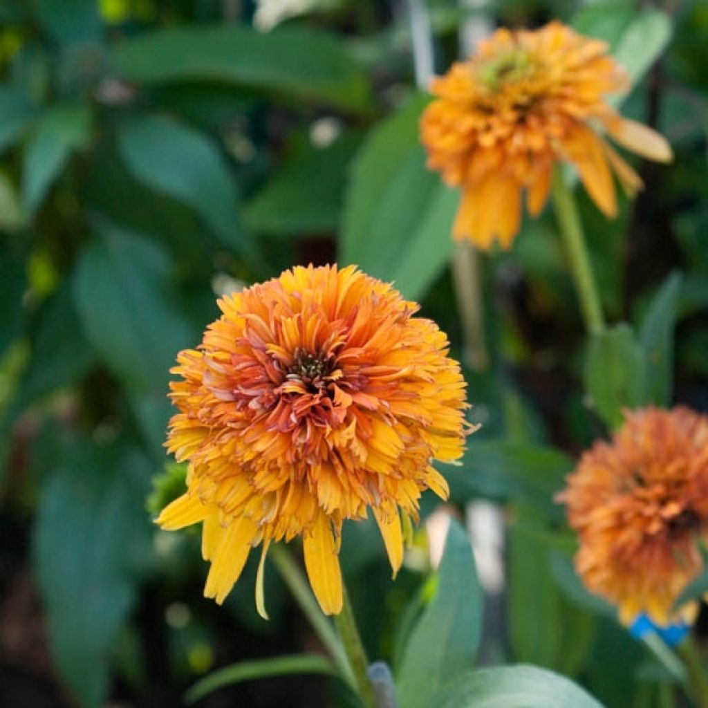 Echinacea purpurea Marmalade - Purple Coneflower