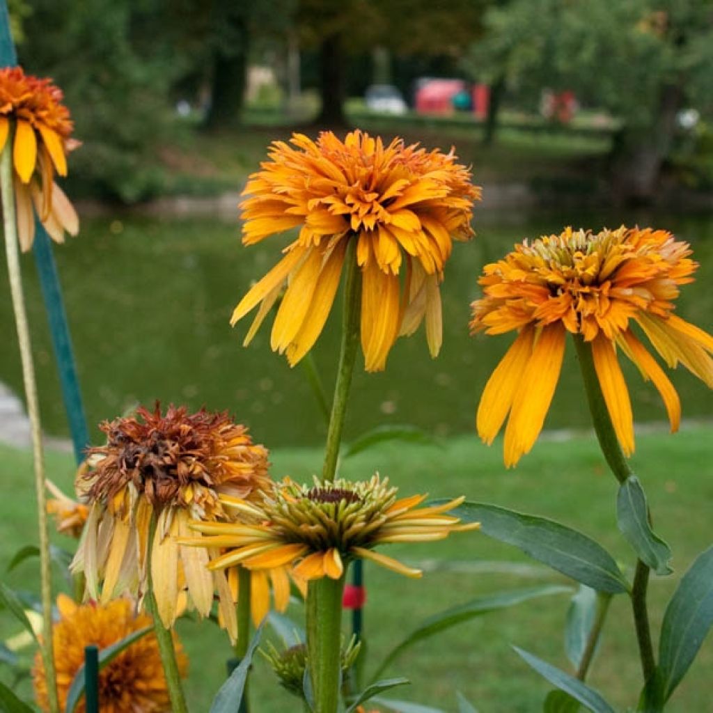 Echinacea purpurea Marmalade - Purple Coneflower