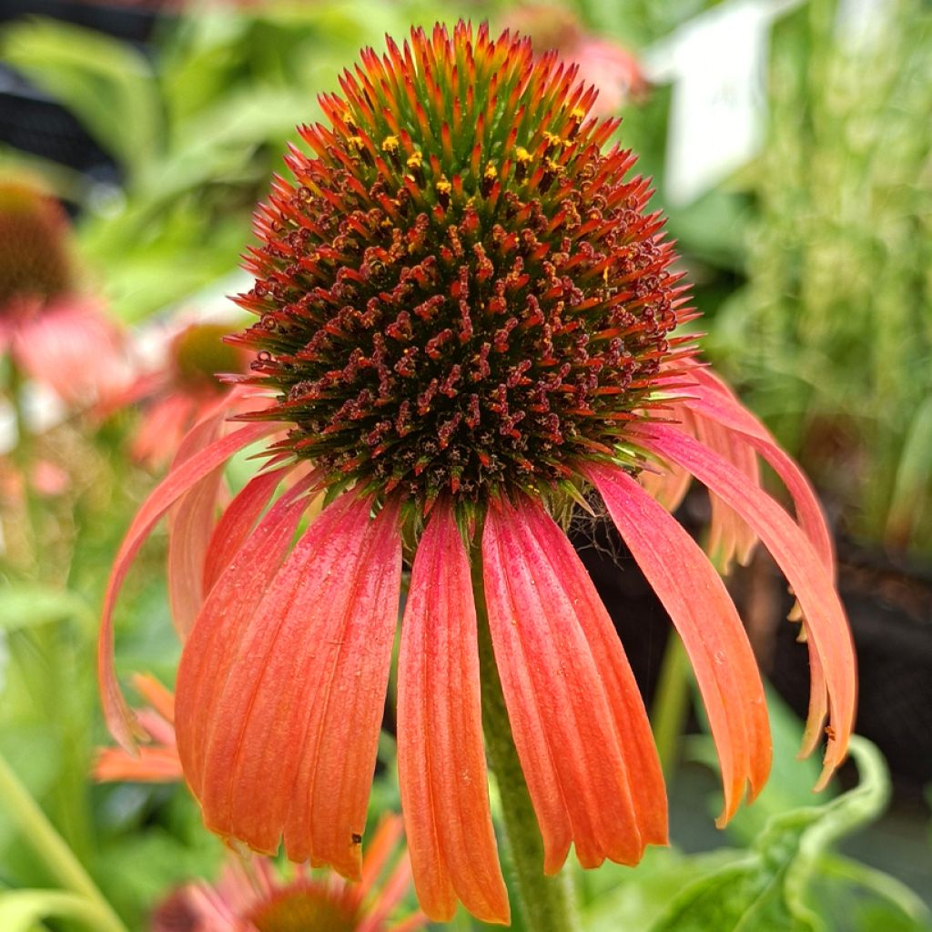 Echinacea Orange Skipper - Purple Coneflower