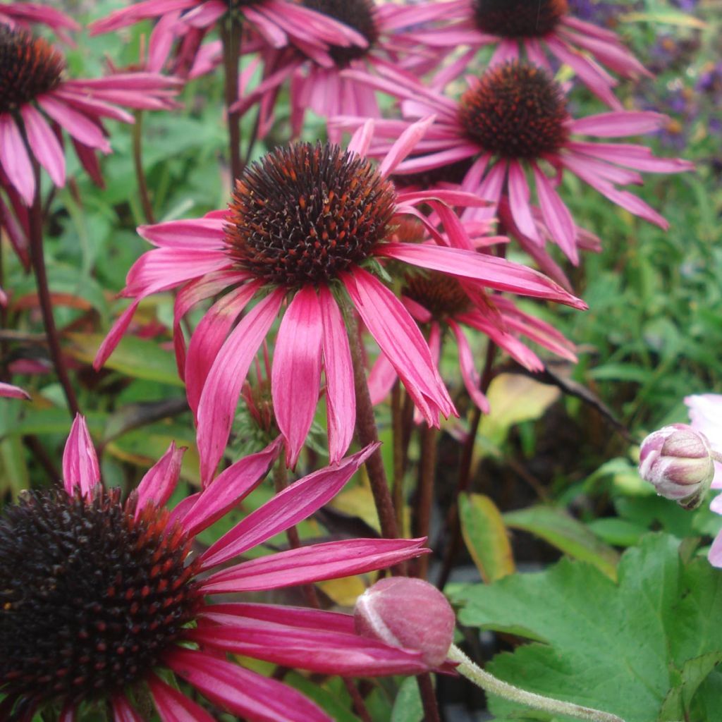 Echinacea purpurea Pica Bella - Purple Coneflower