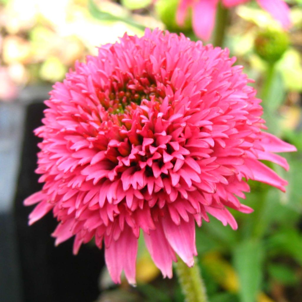 Echinacea purpurea Piccolino - Purple Coneflower