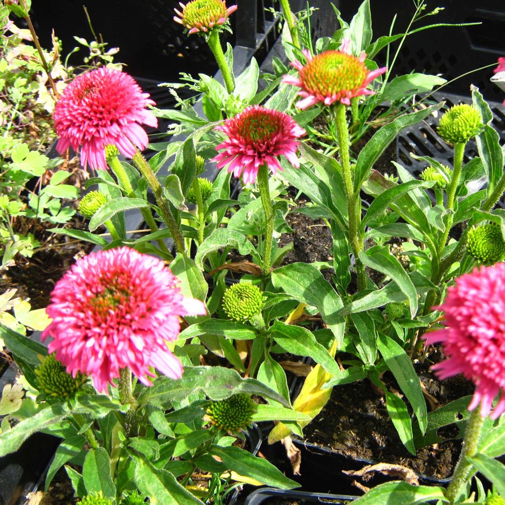 Echinacea purpurea Piccolino - Purple Coneflower