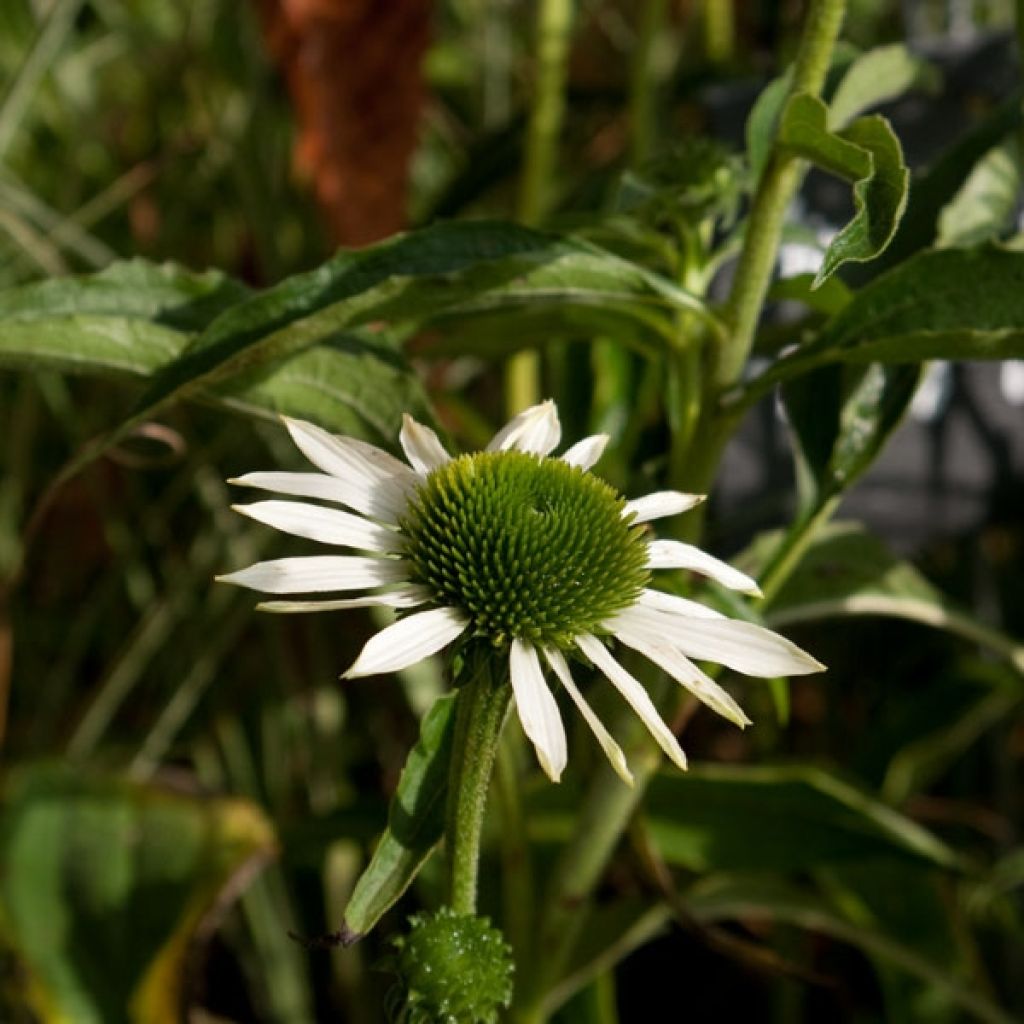 Echinacea purpurea Purity - Purple Coneflower