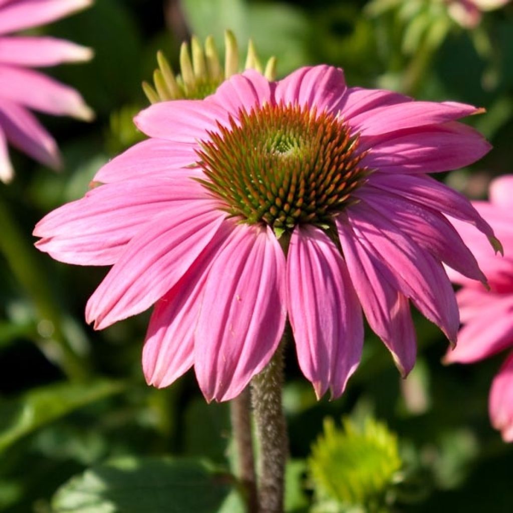 Echinacea purpurea - Purple Coneflower