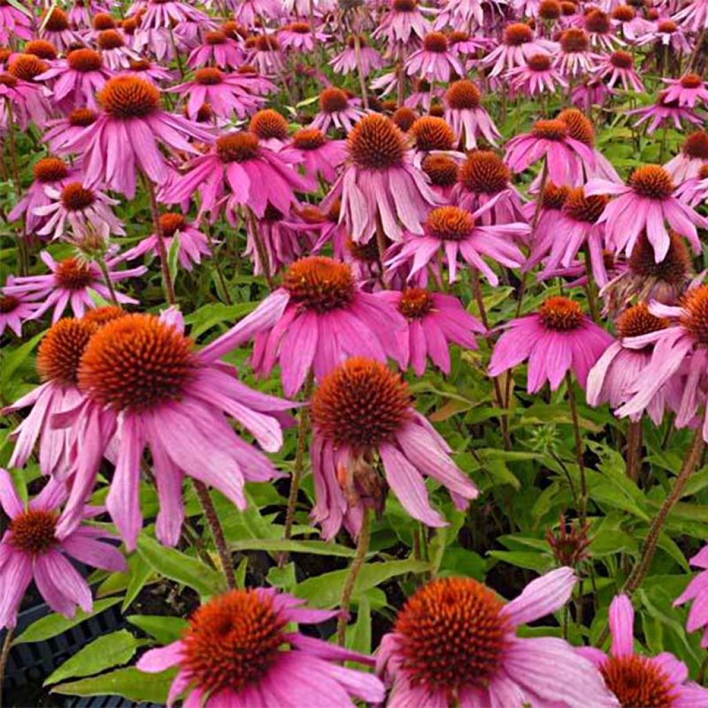 Echinacea purpurea Red Knee High - Purple Coneflower