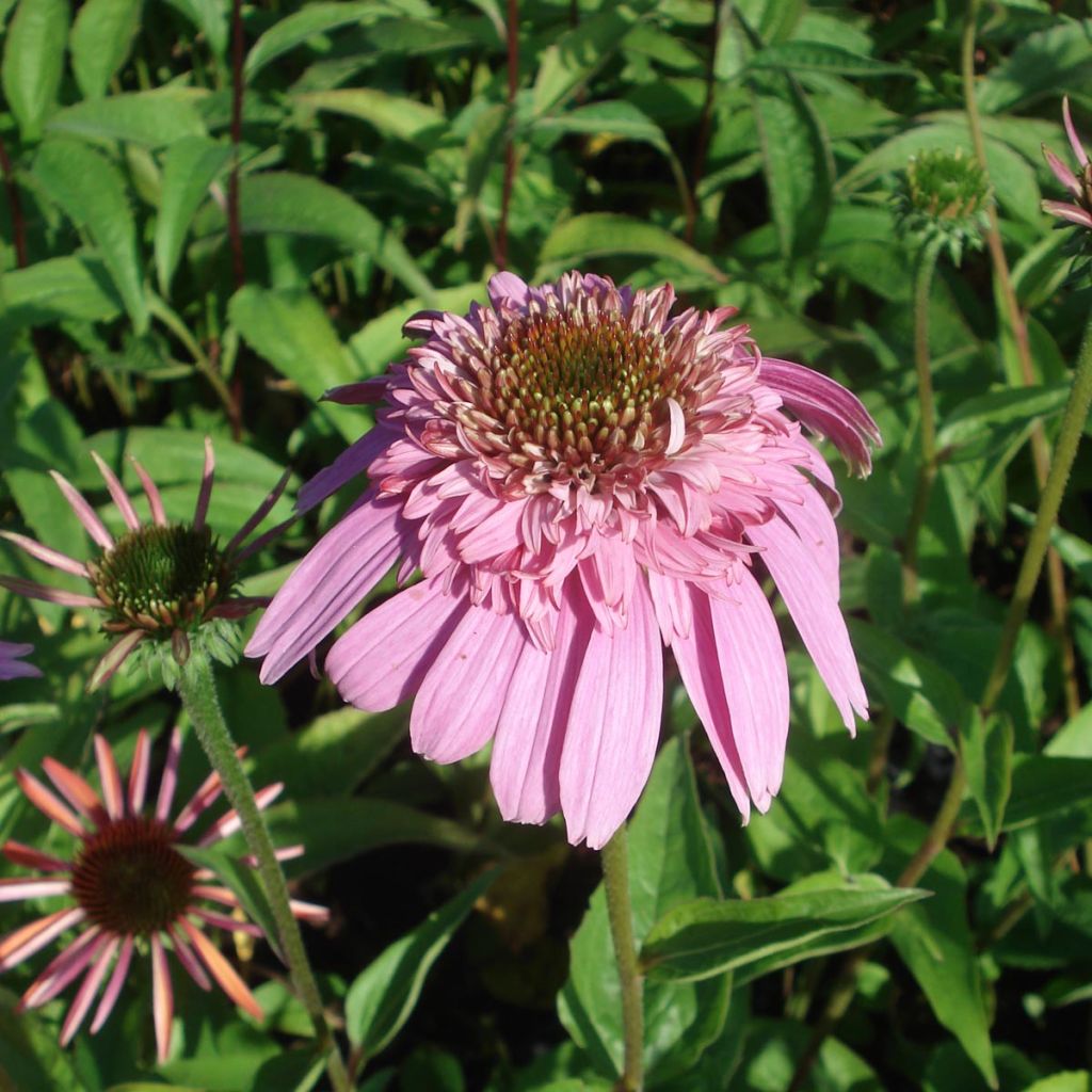 Echinacea Secret Romance - Purple Coneflower