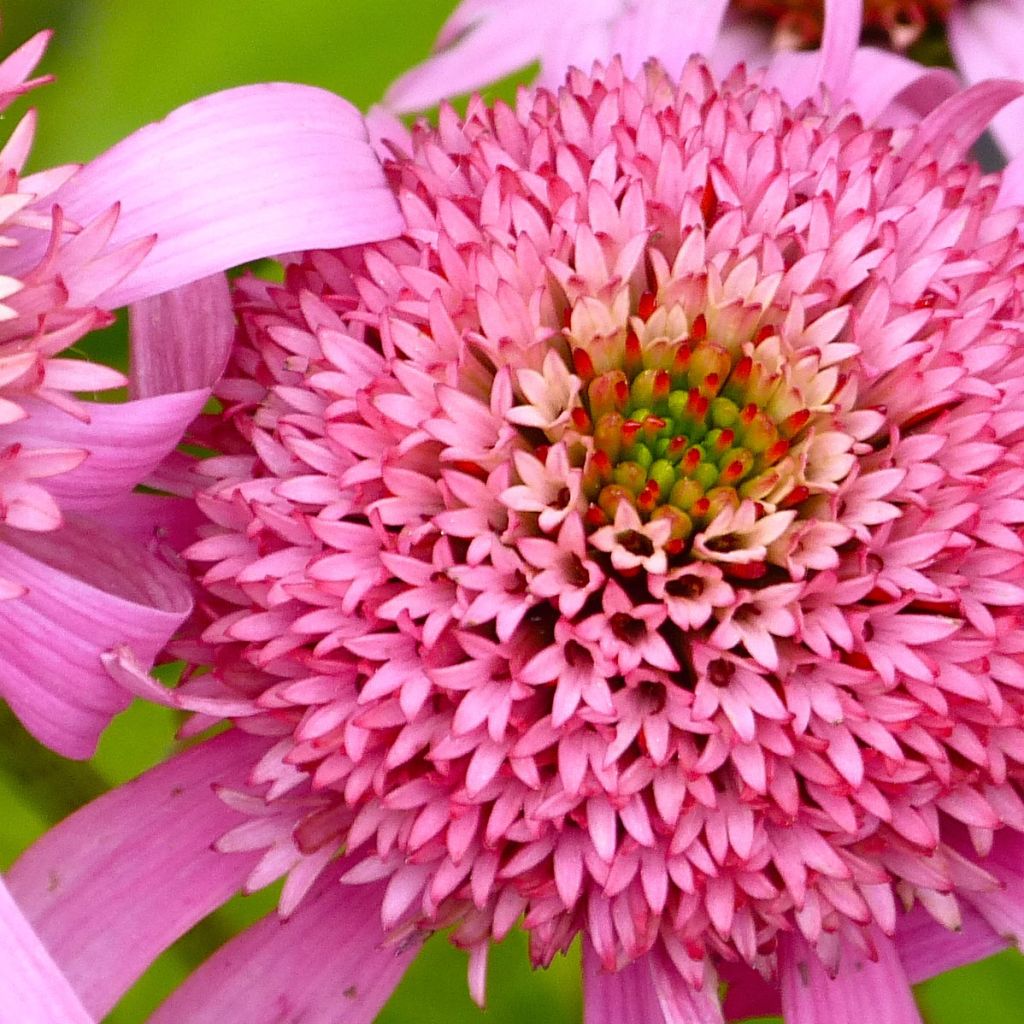 Echinacea Secret Romance - Purple Coneflower