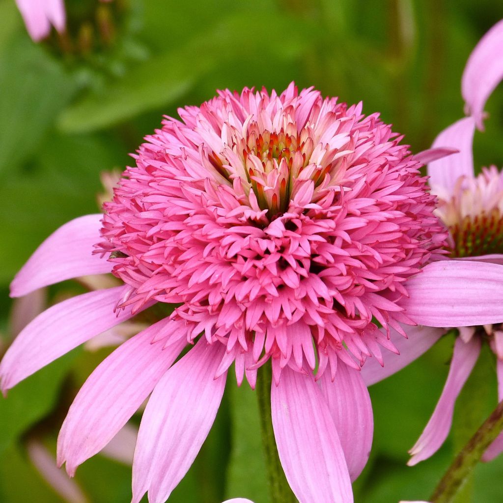 Echinacea Secret Romance - Purple Coneflower