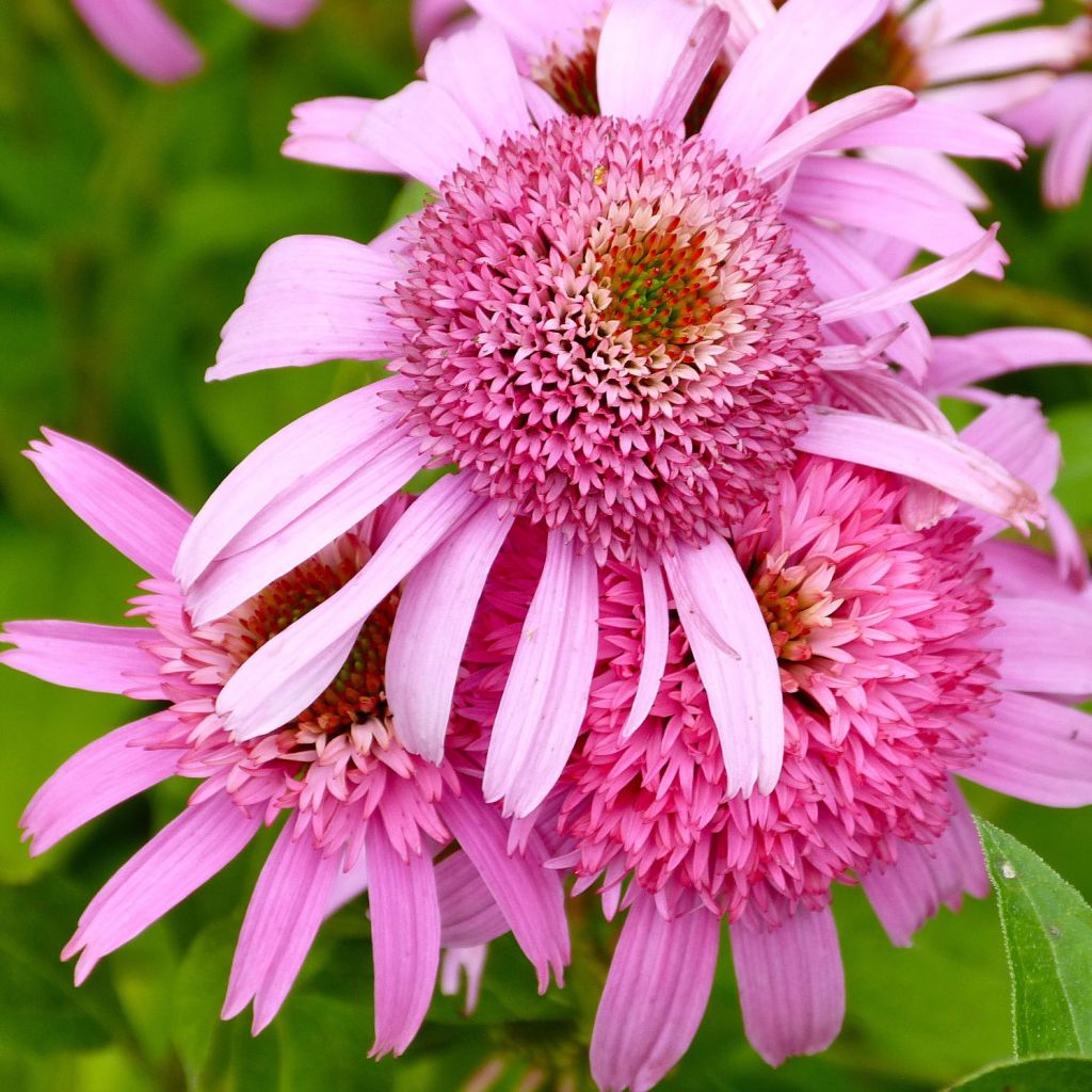 Echinacea Secret Romance - Purple Coneflower