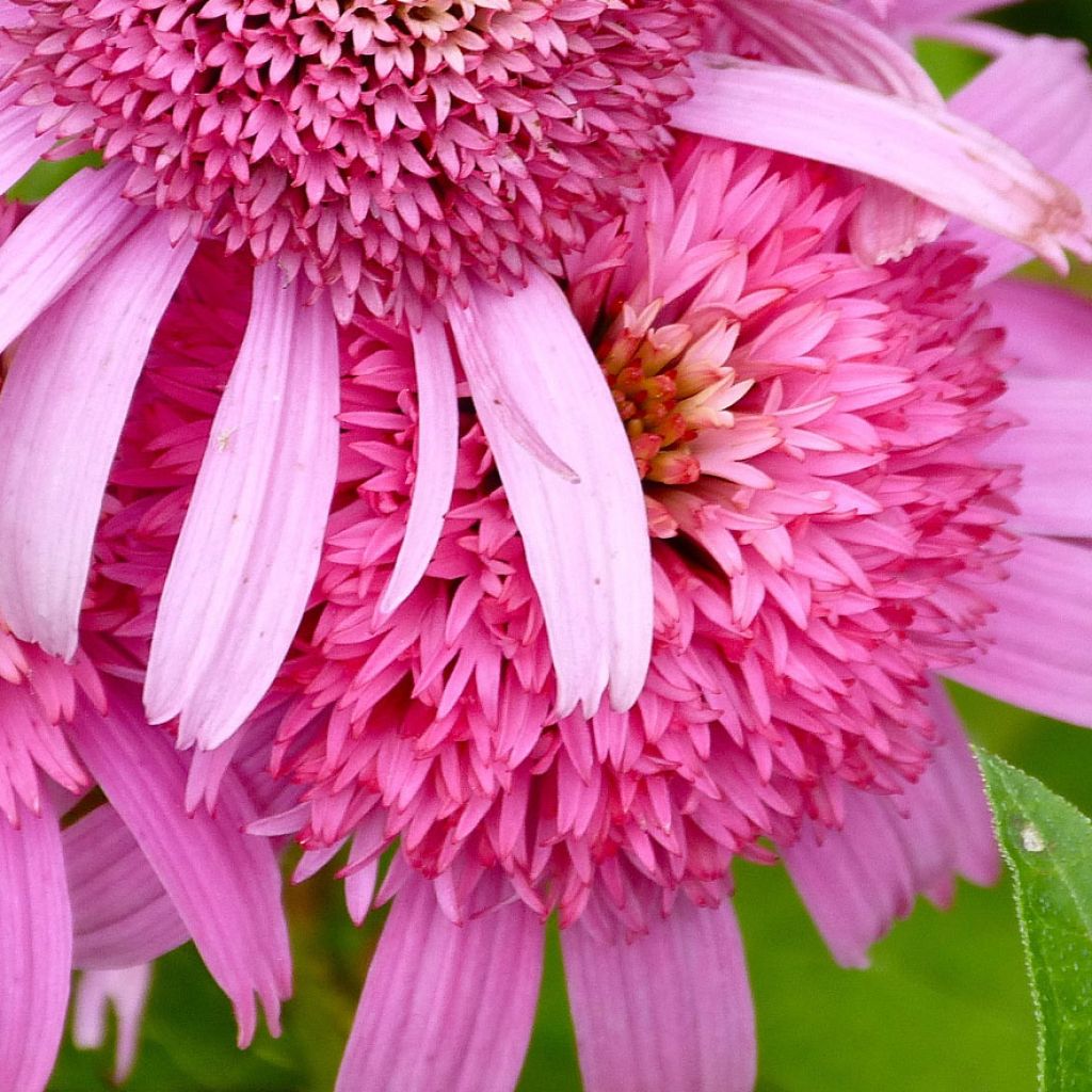 Echinacea Secret Romance - Purple Coneflower