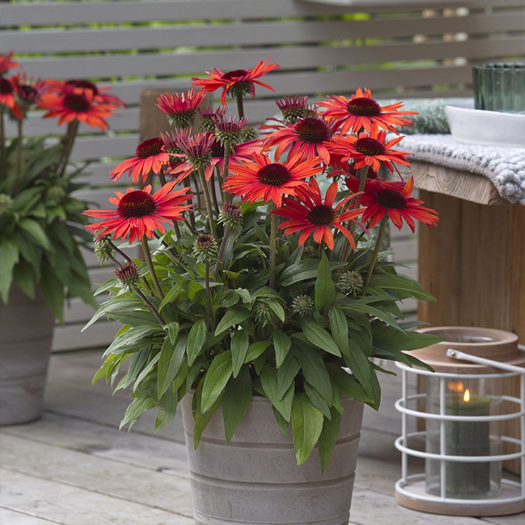Echinacea purpurea Sun Magic Vintage Orange - Purple Coneflower