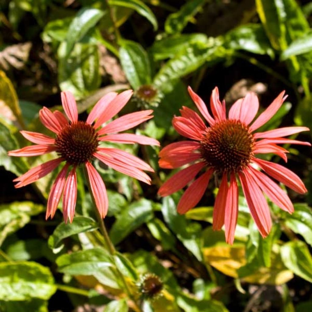 Echinacea purpurea Sundown - Purple Coneflower
