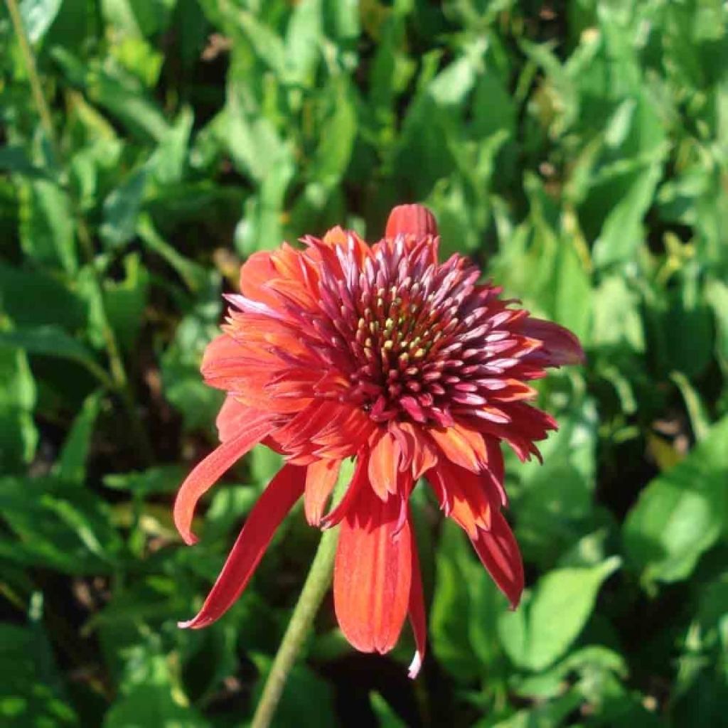 Echinacea purpurea Eccentric - Purple Coneflower