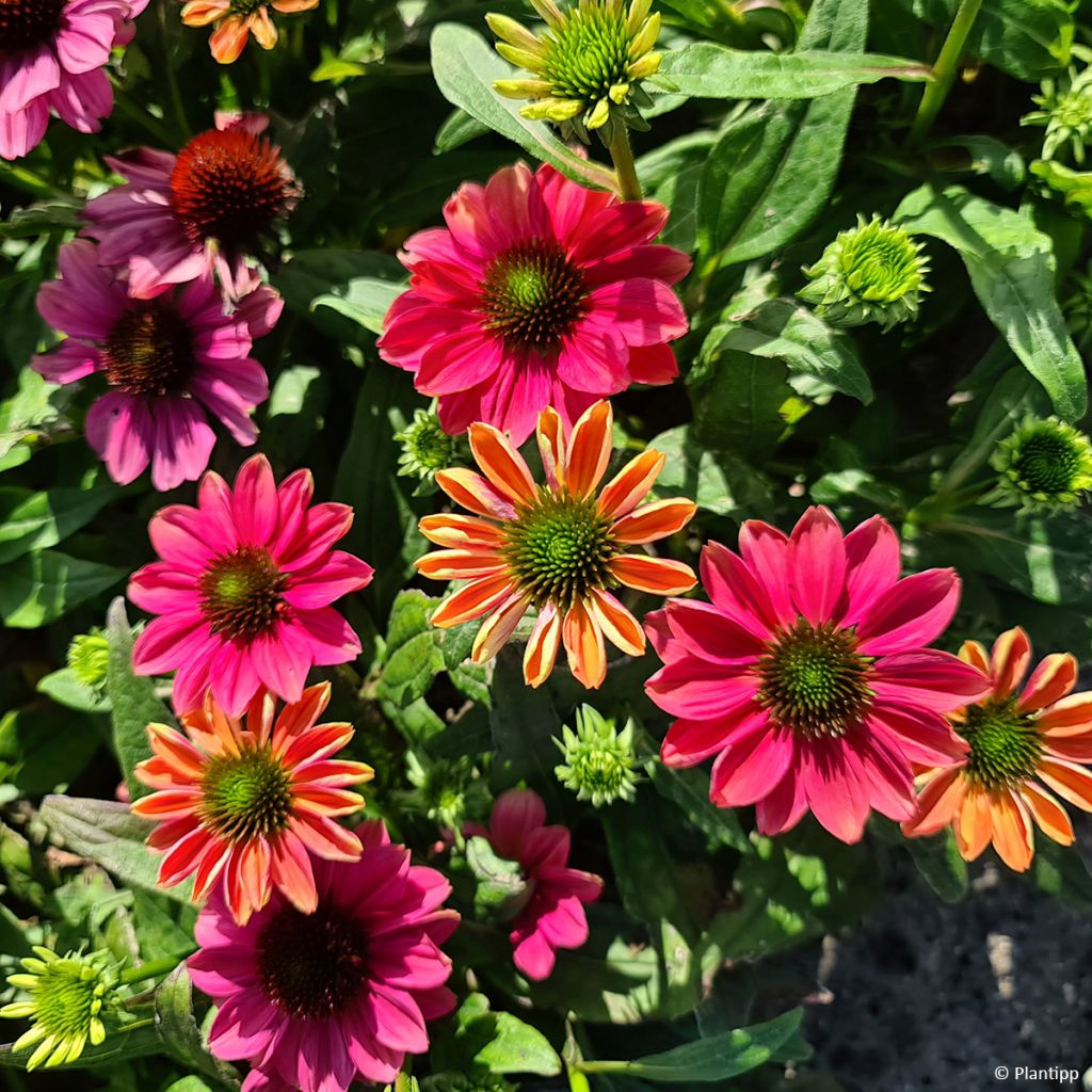 Echinacea Evolution Colorific - Purple coneflower