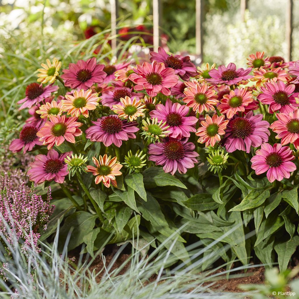 Echinacea Evolution Colorific - Purple coneflower