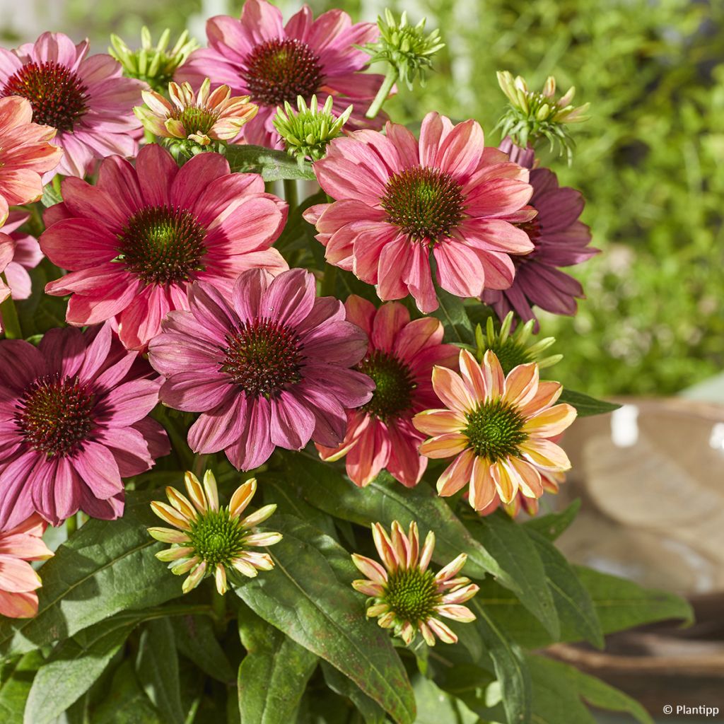Echinacea Evolution Colorific - Purple coneflower