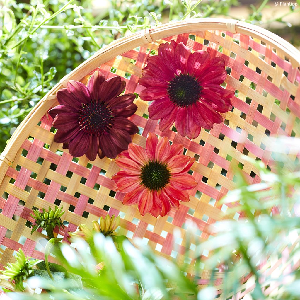 Echinacea Evolution Colorific - Purple coneflower