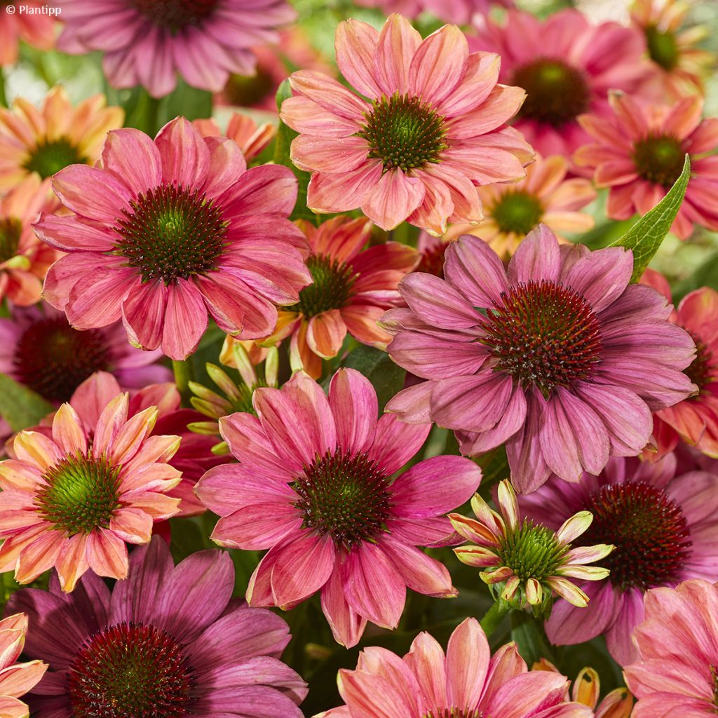 Echinacea Evolution Colorific - Purple coneflower