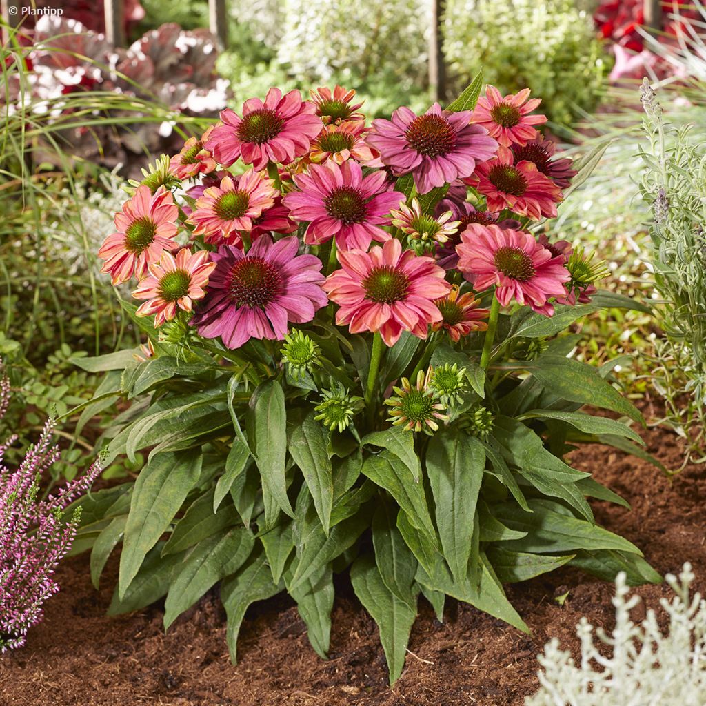 Echinacea Evolution Colorific - Purple coneflower