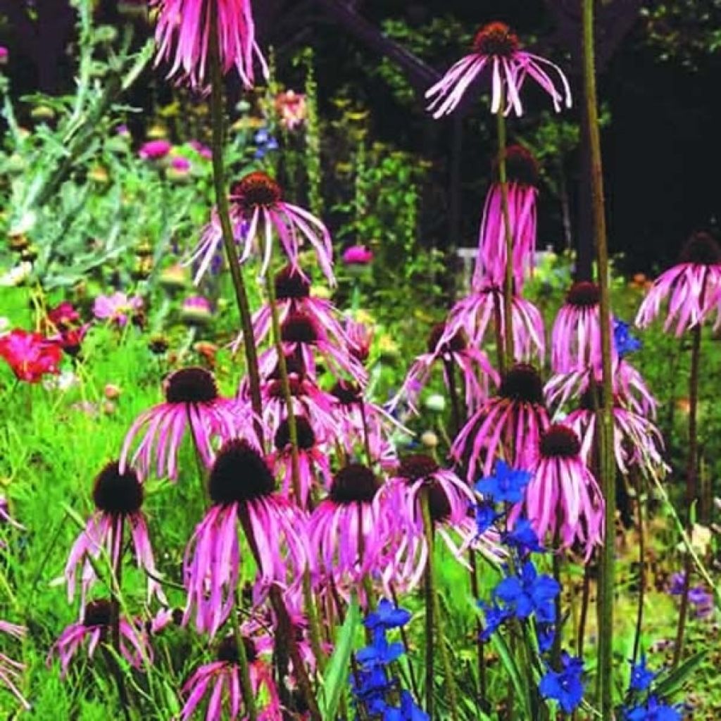 Echinacea pallida - Pale Purple Coneflower