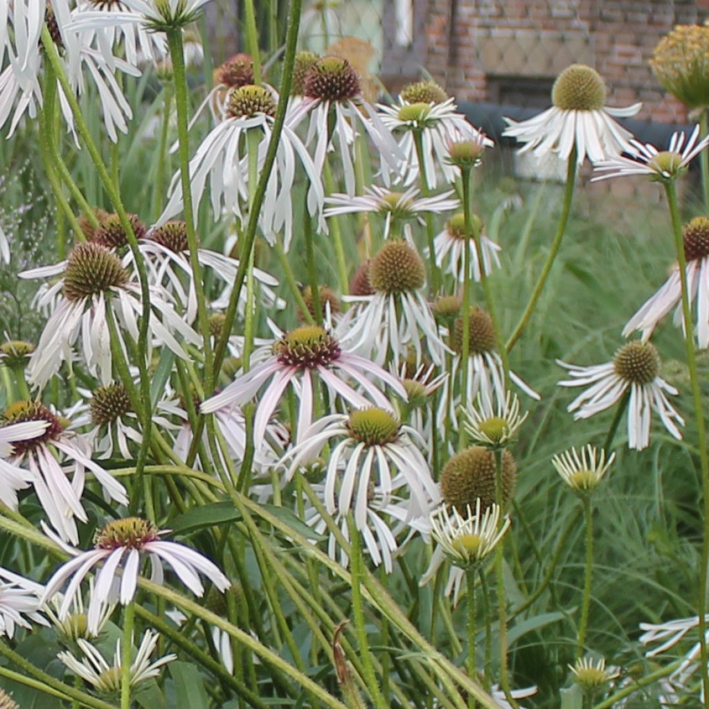 Echinacea pallida Hula Dancer - Pale Purple Coneflower