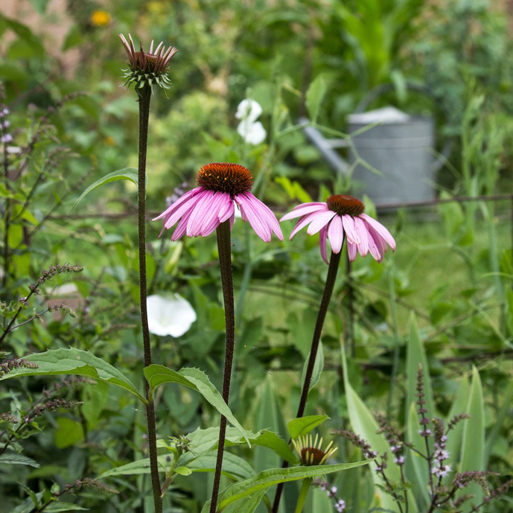 Echinacea purpurea Augustkönigin - Purple Coneflower