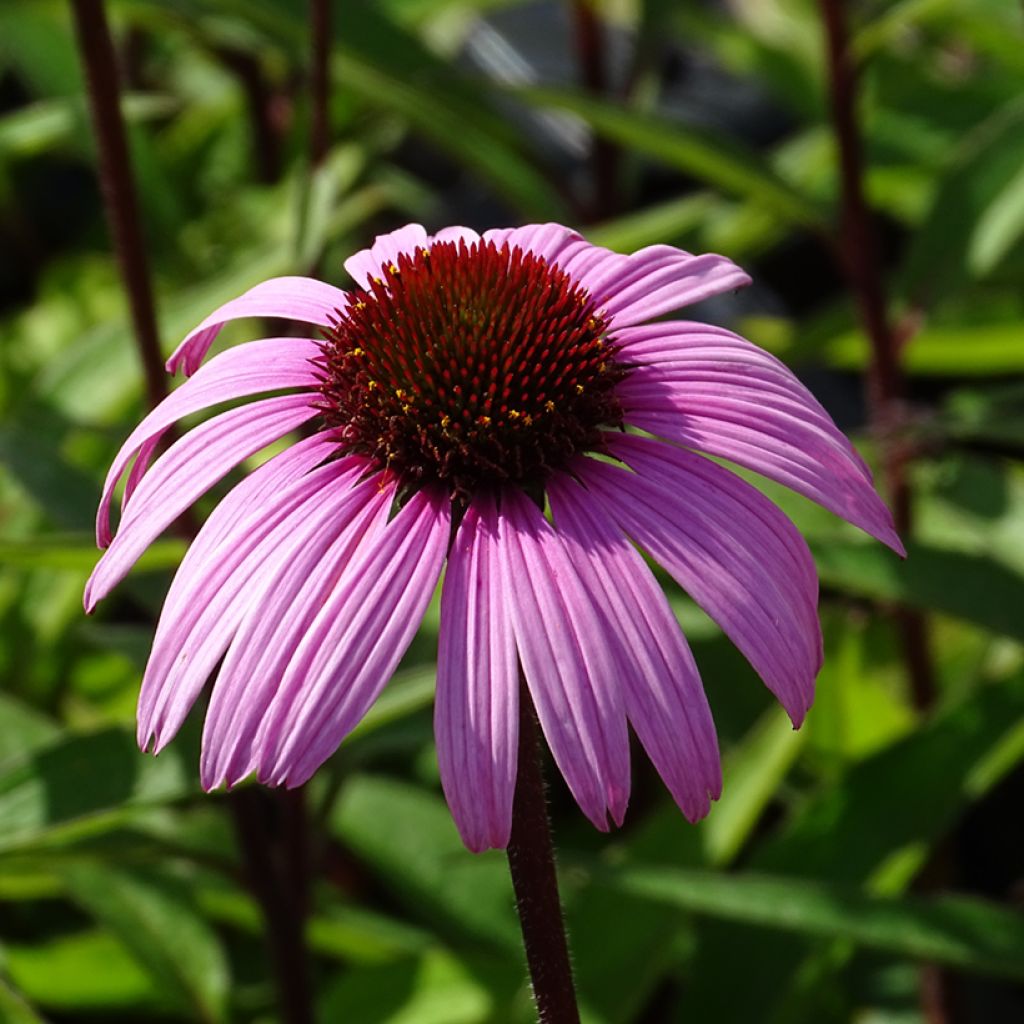 Echinacea purpurea Augustkönigin - Purple Coneflower