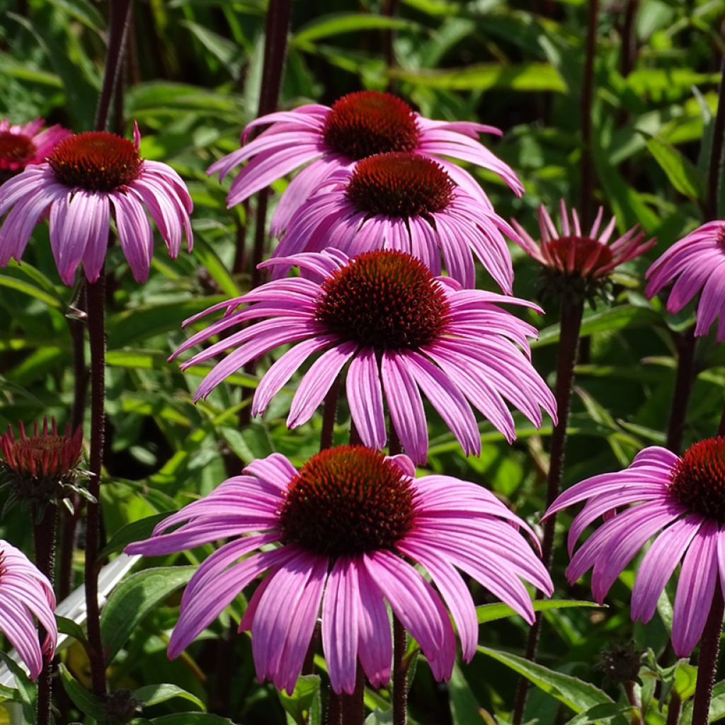 Echinacea purpurea Augustkönigin - Purple Coneflower