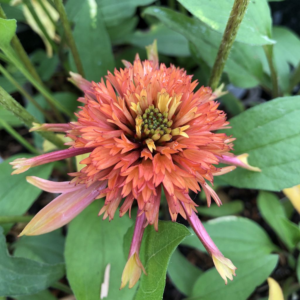 Echinacea purpurea Irresistible - Purple Coneflower