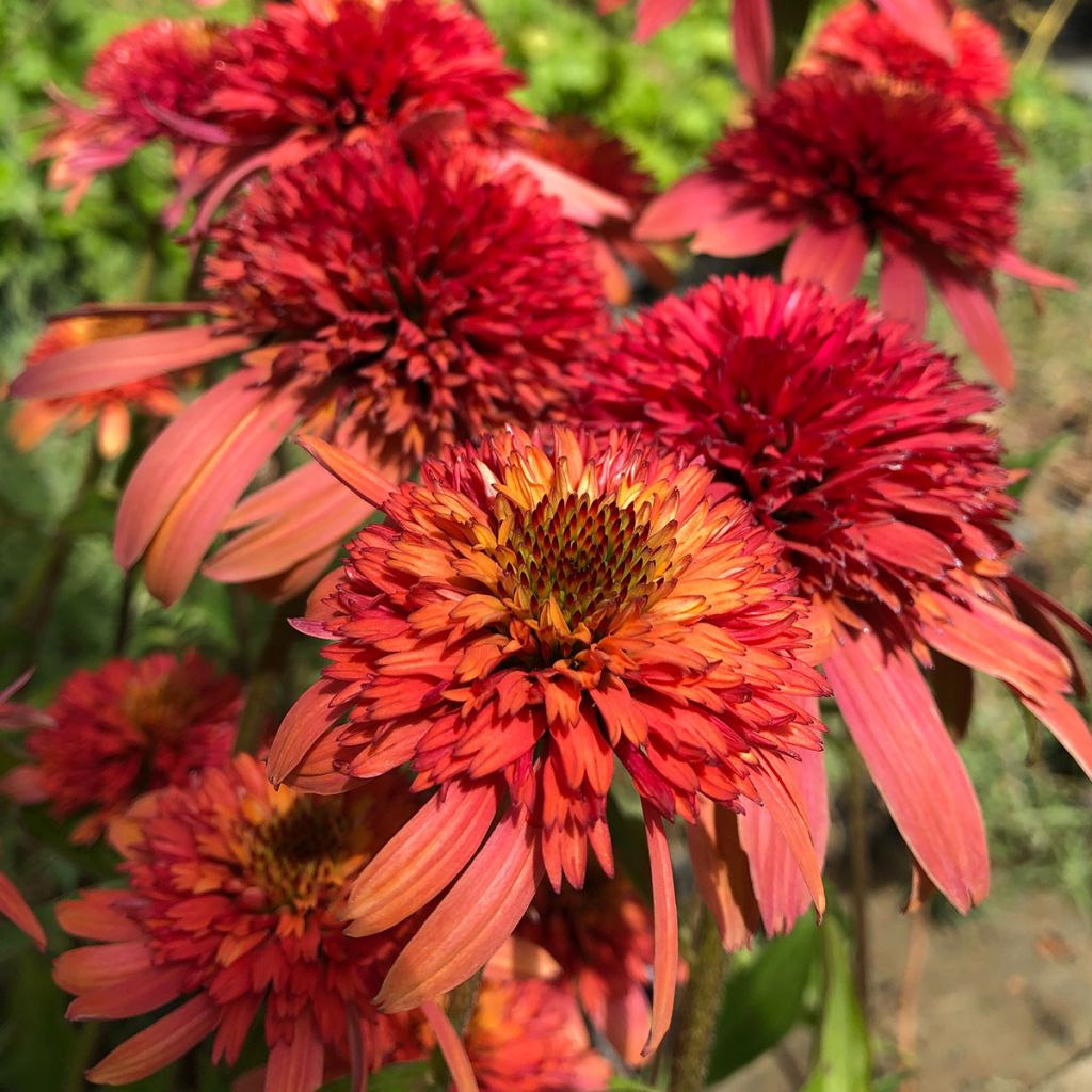 Echinacea purpurea Irresistible - Purple Coneflower
