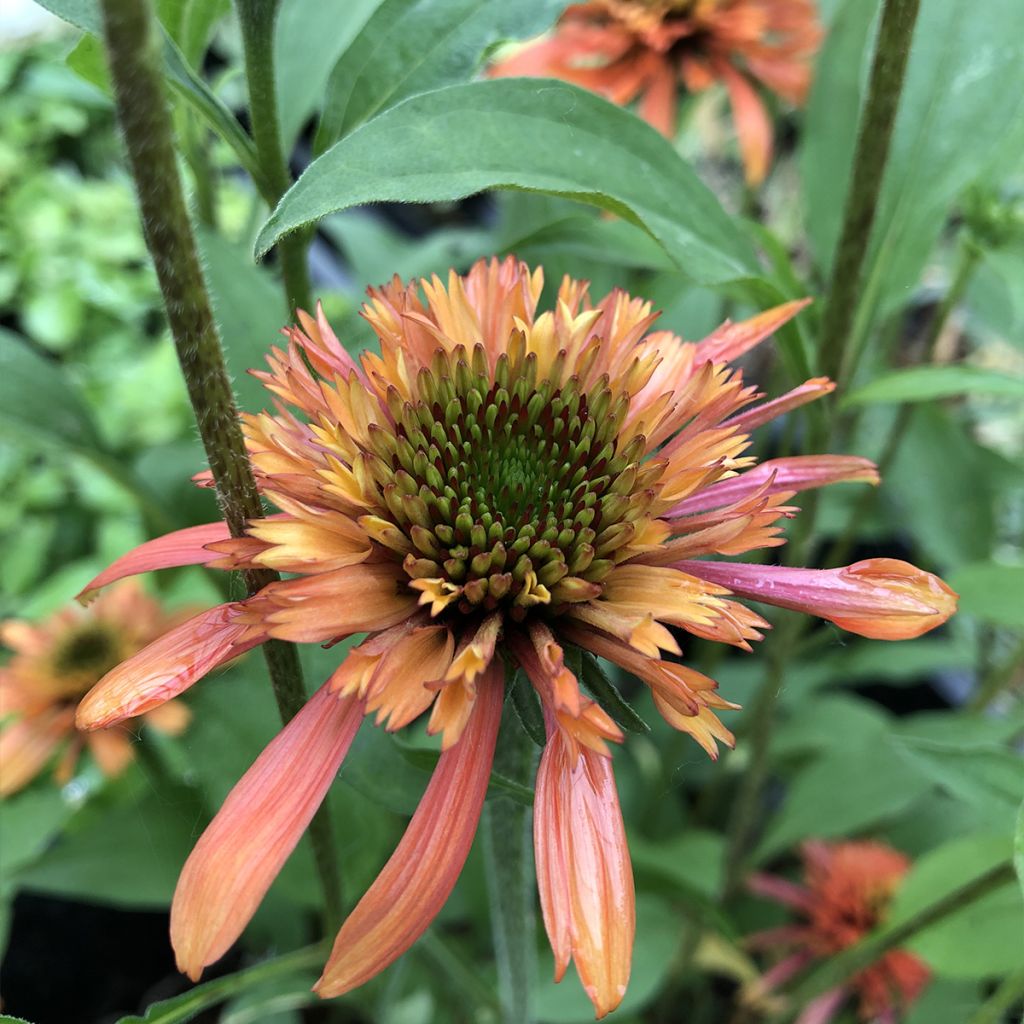 Echinacea purpurea Irresistible - Purple Coneflower