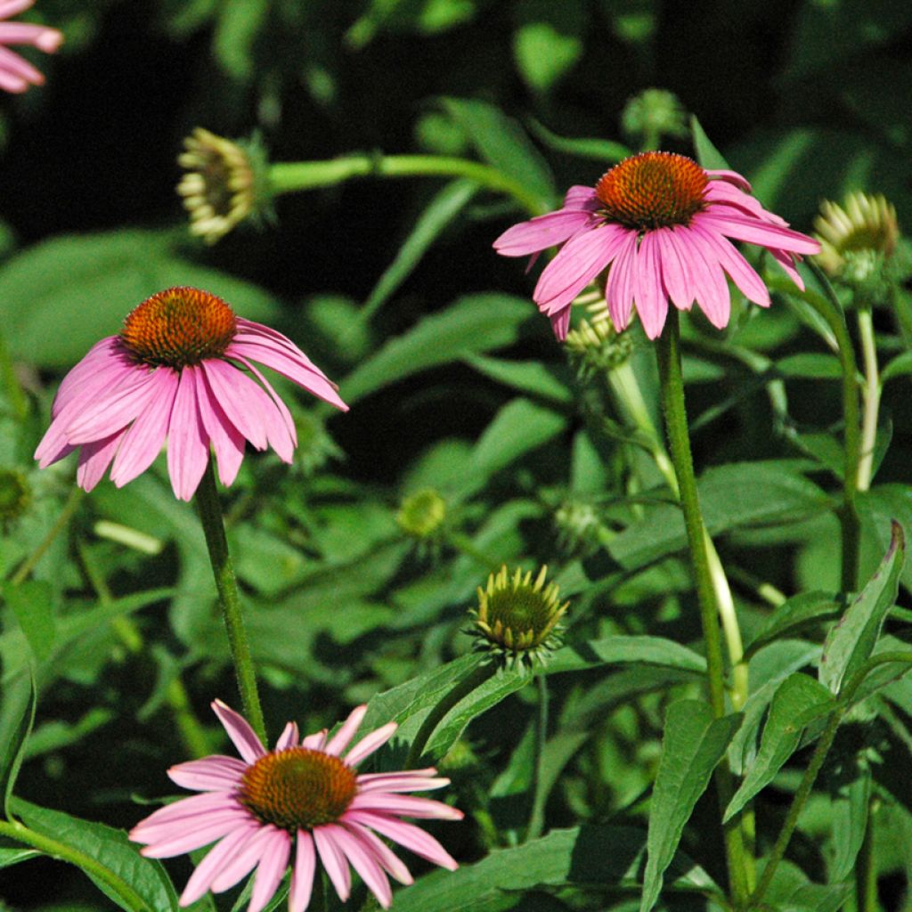 Echinacea purpurea Leuchtstern - Purple Coneflower