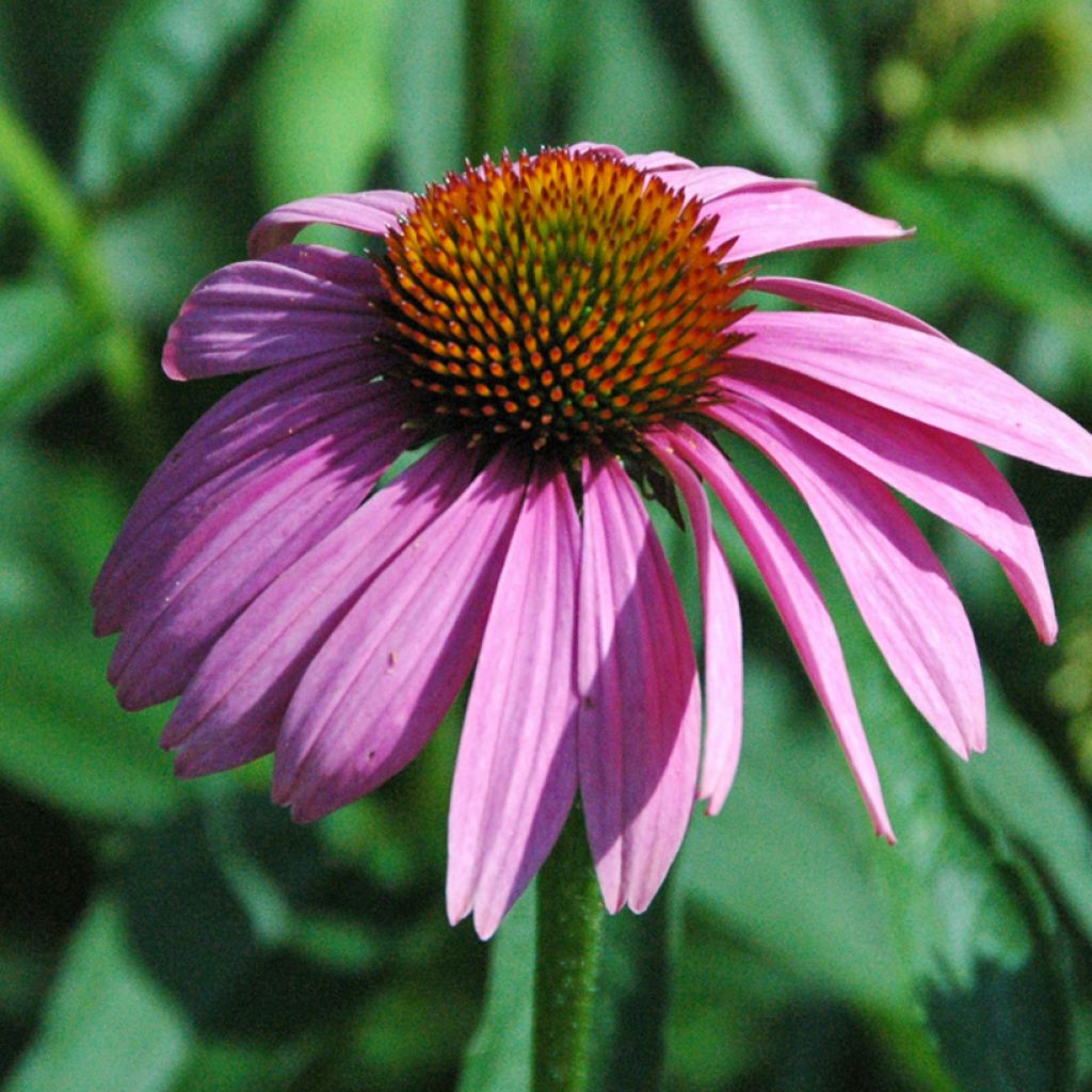 Echinacea purpurea Leuchtstern - Purple Coneflower