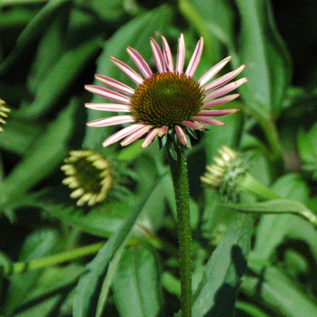 Echinacea purpurea Leuchtstern - Purple Coneflower