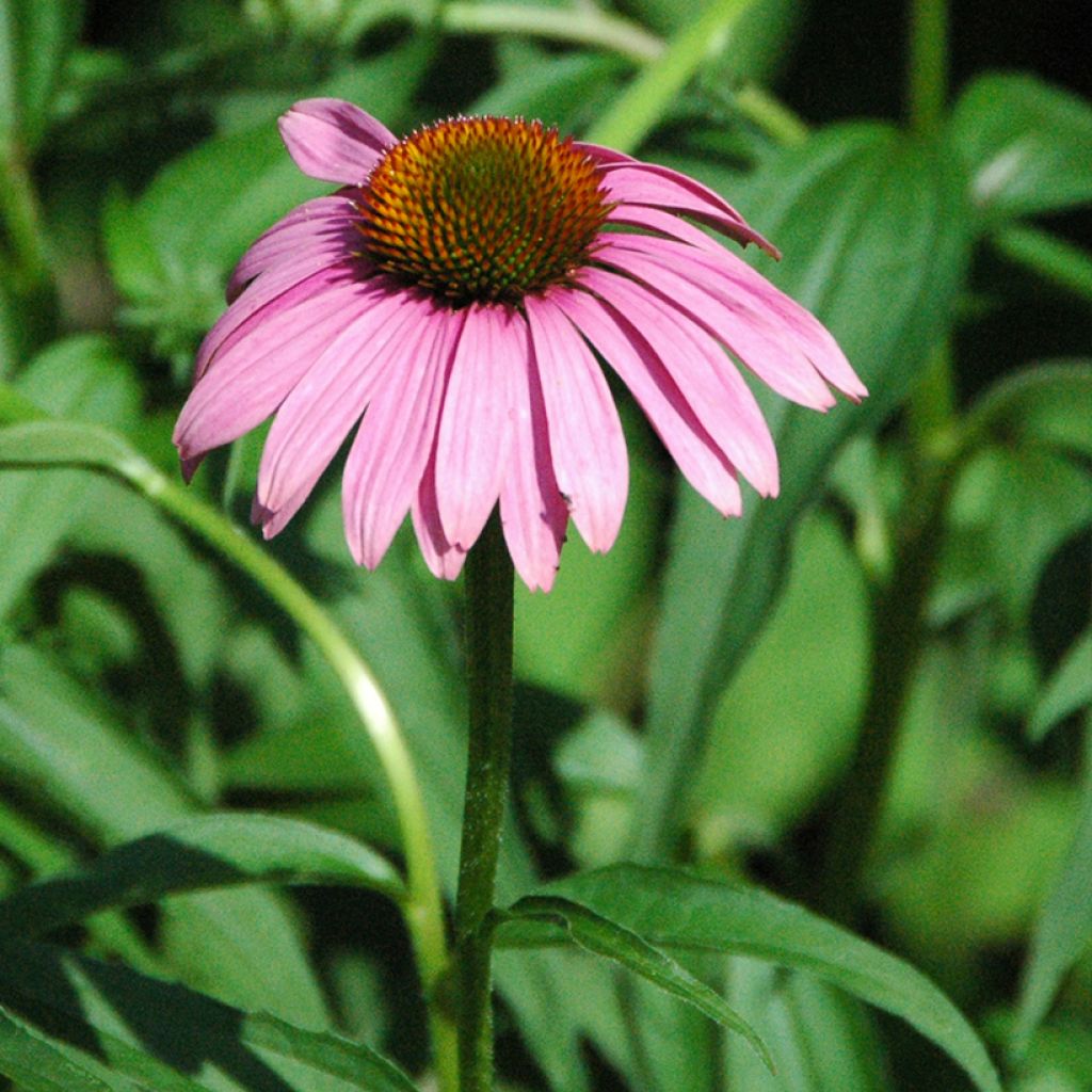 Echinacea purpurea Leuchtstern - Purple Coneflower