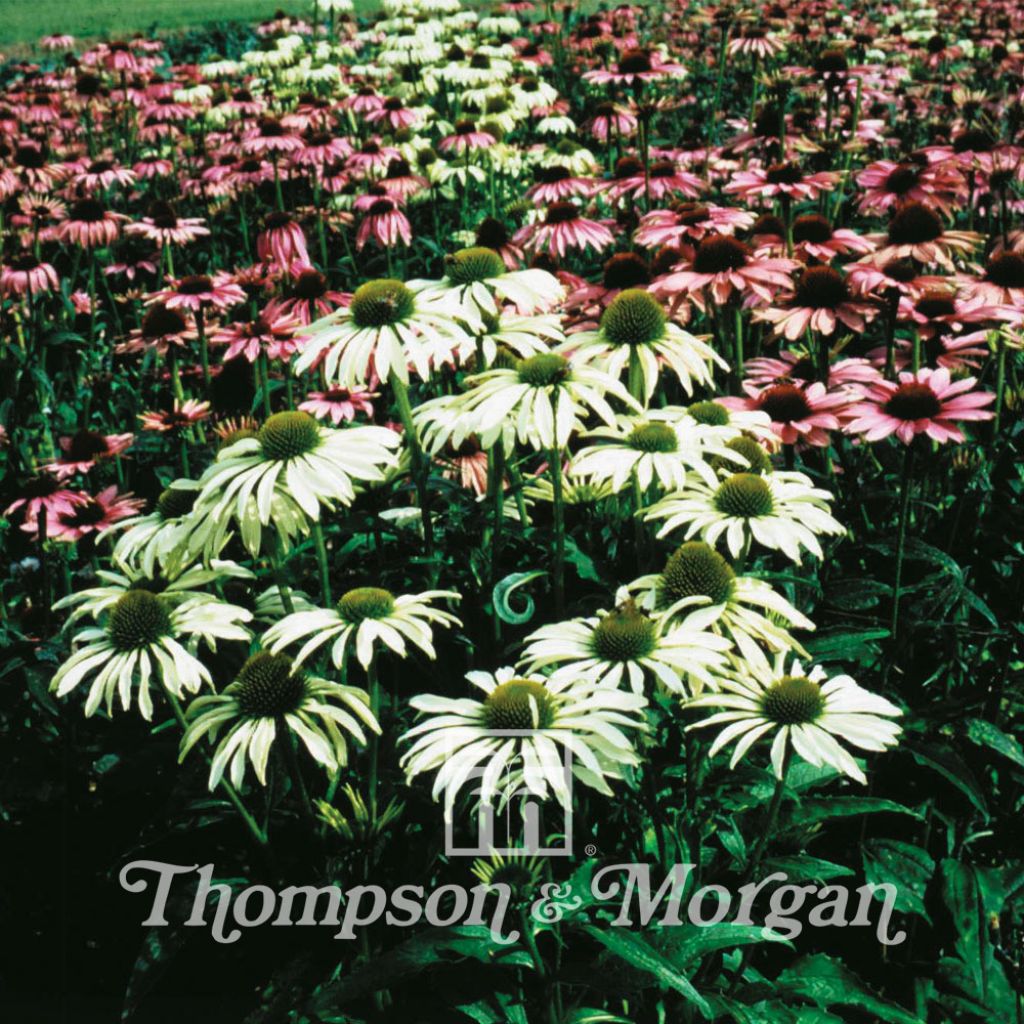 Echinacea purpurea Lustre Hybrids - Purple coneflower
