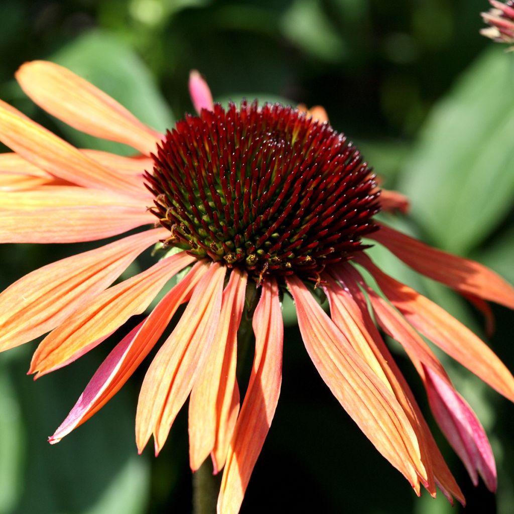 Echinacea purpurea Sundown - Purple Coneflower