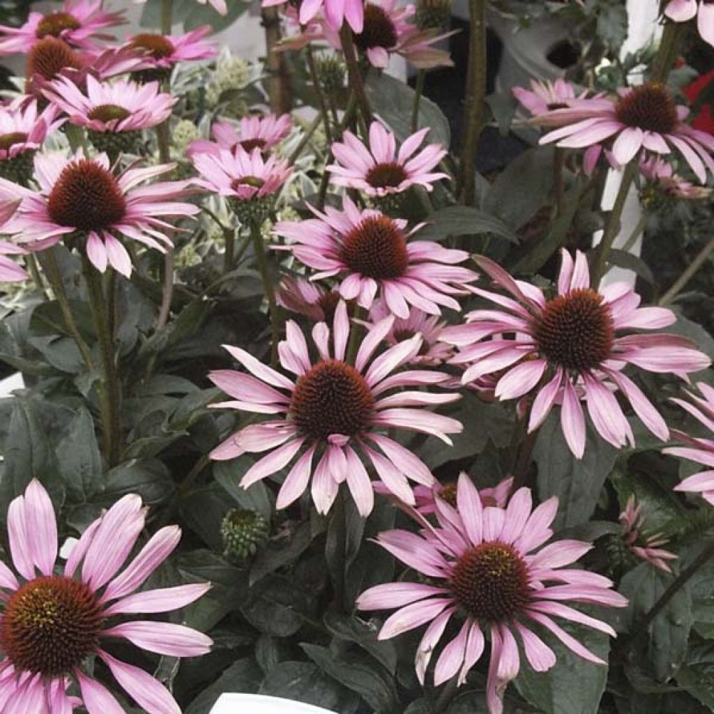 Echinacea purpurea The King - Purple Coneflower