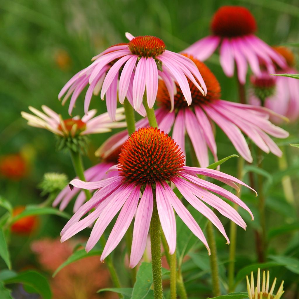 Echinacea purpurea organic seeds - Purple coneflower