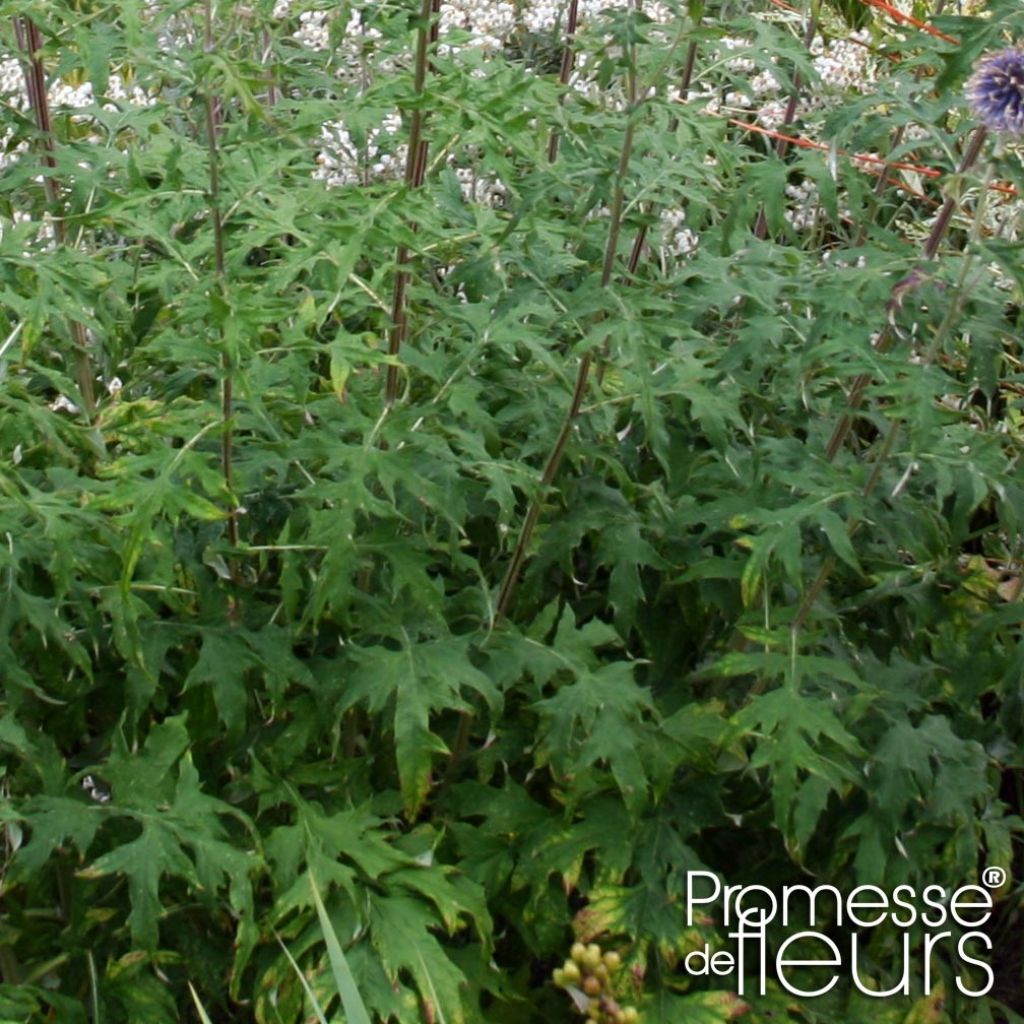 Echinops bannaticus Taplow Blue