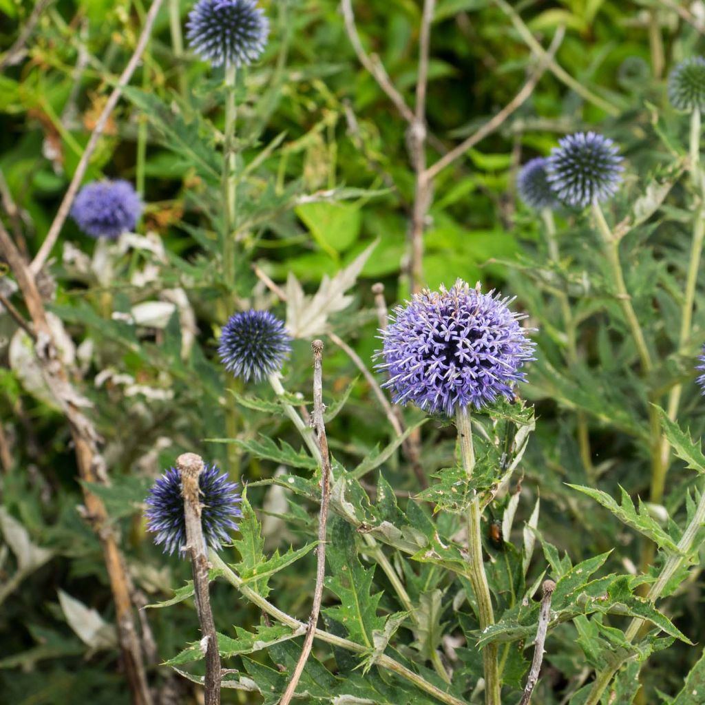 Echinops ritro Veitch’s Blue
