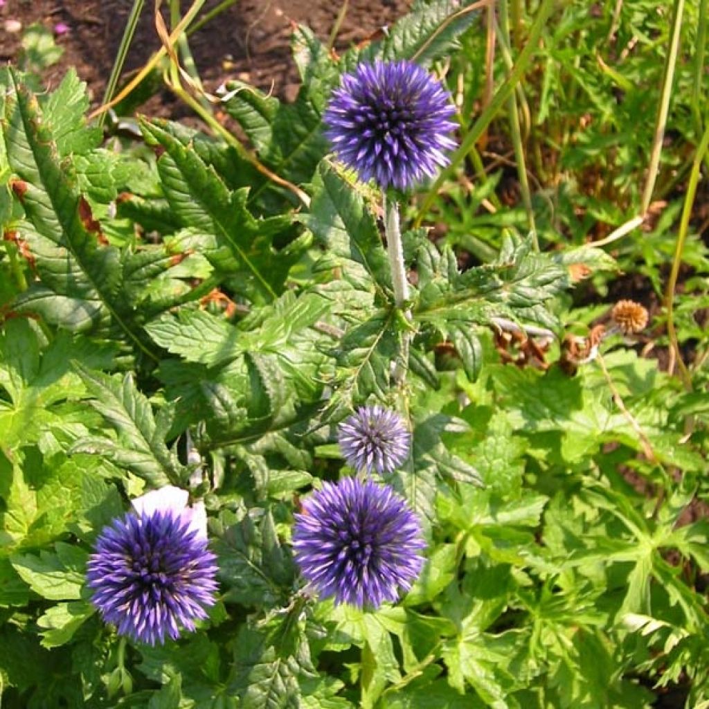 Echinops ritro