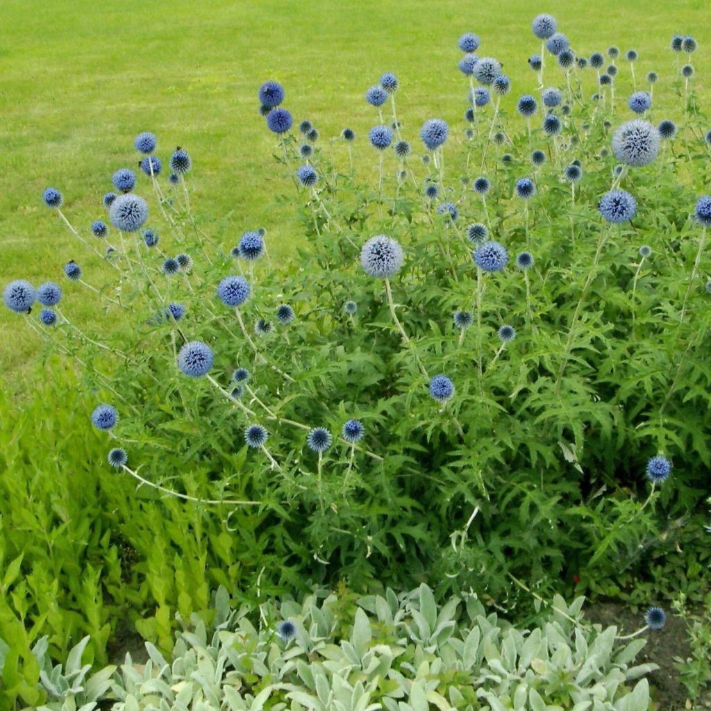 Echinops sphaerocephalus