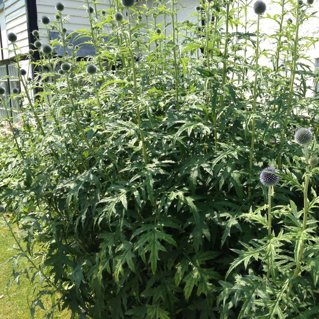Echinops sphaerocephalus