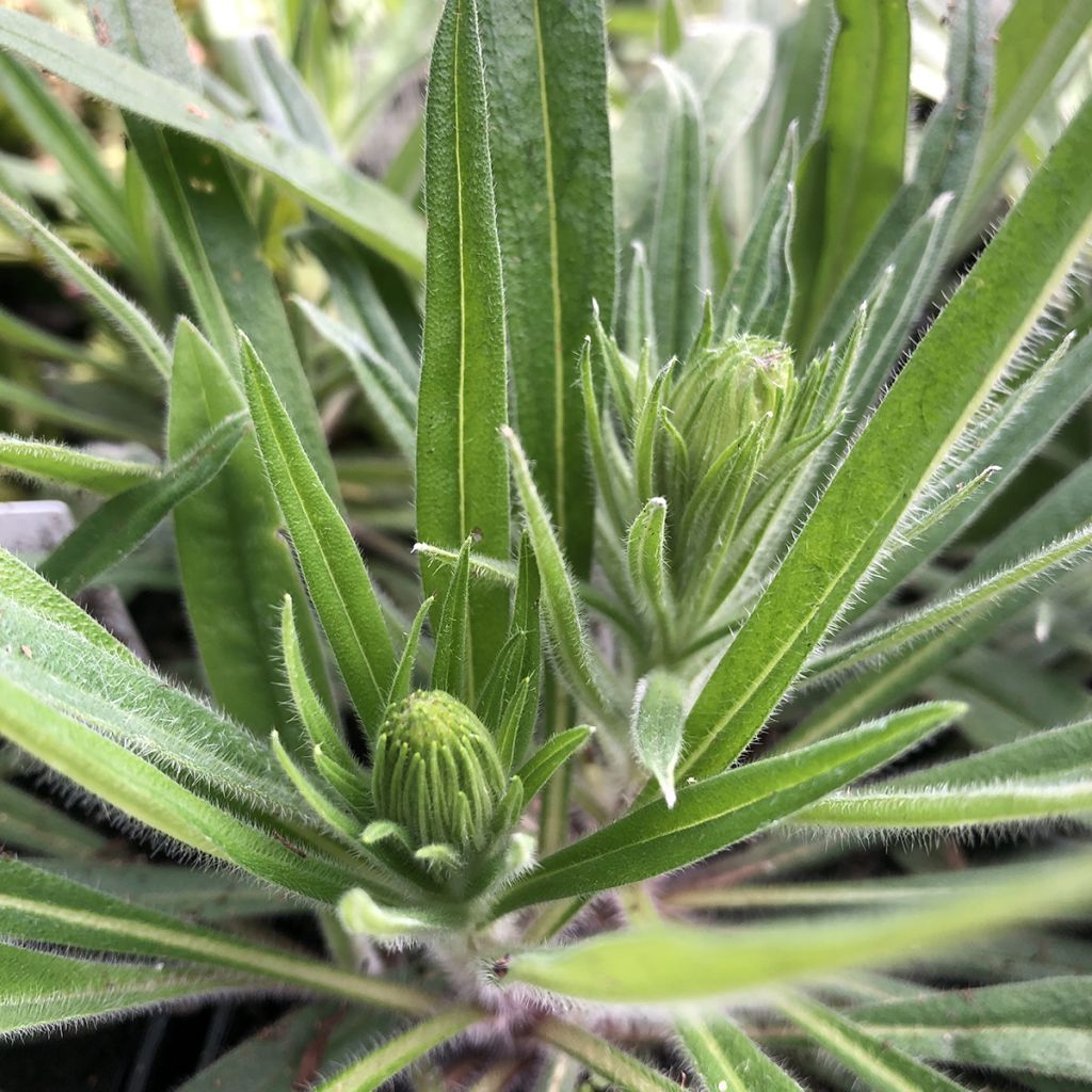 Echium amoenum Red Feathers