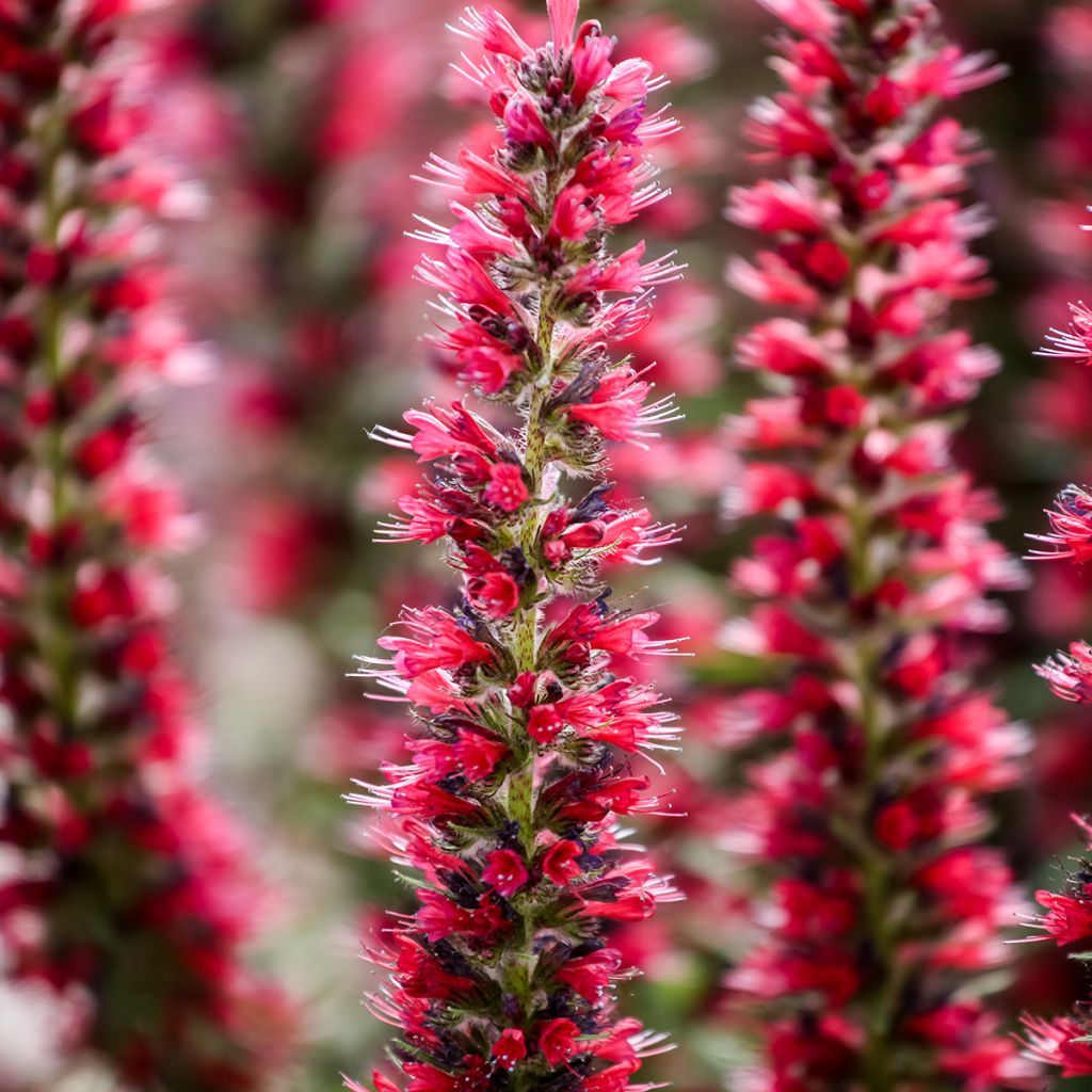 Echium amoenum Red Feathers