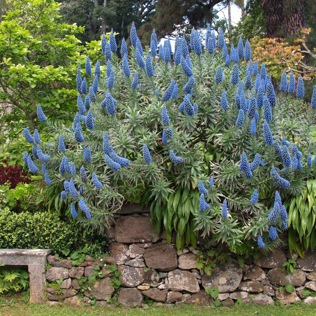 Echium candicans