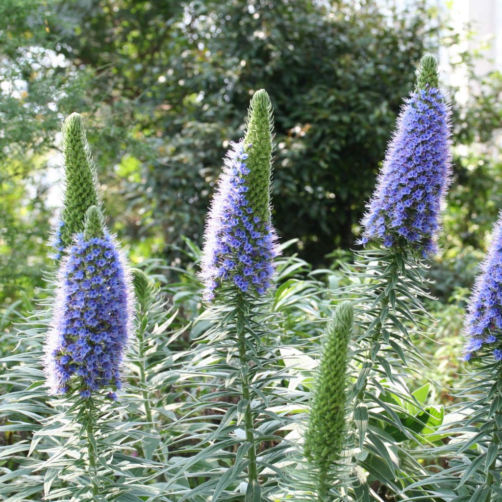 Echium candicans