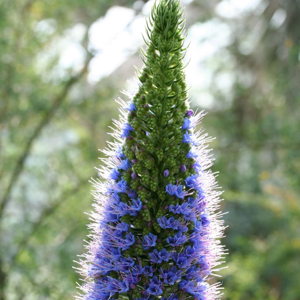 Echium candicans