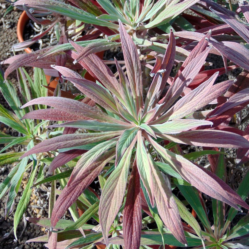 Echium candicans